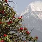 wilder Rhododendron im Himalaya