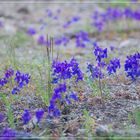 Wilder Rittersporn (Larkspur)