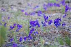 Wilder Rittersporn (Larkspur)