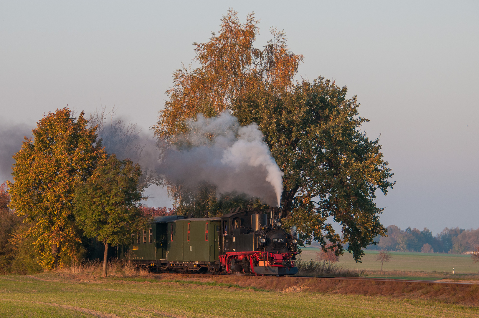 Wilder Robert bei Naundorf