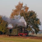 Wilder Robert bei Naundorf