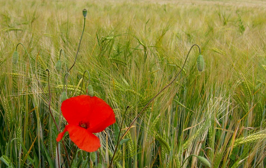 Wilder roter Mohn