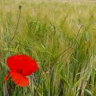 Wilder roter Mohn