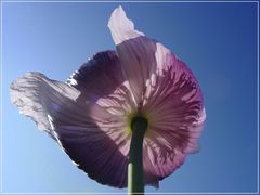 Wilder Schlafmohn (Papaver somniferum)