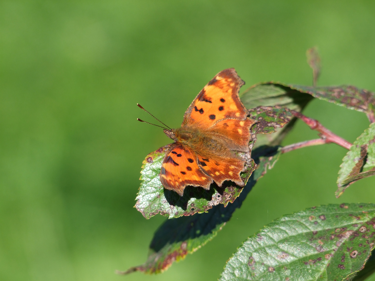 Wilder Schmetterling