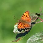 Wilder Schmetterling