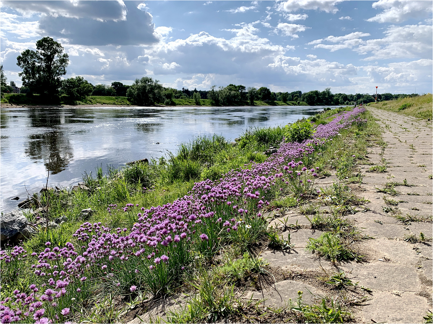 Wilder Schnittlauch (Allium schoenoprasum) an der Elbe