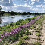 Wilder Schnittlauch (Allium schoenoprasum) an der Elbe