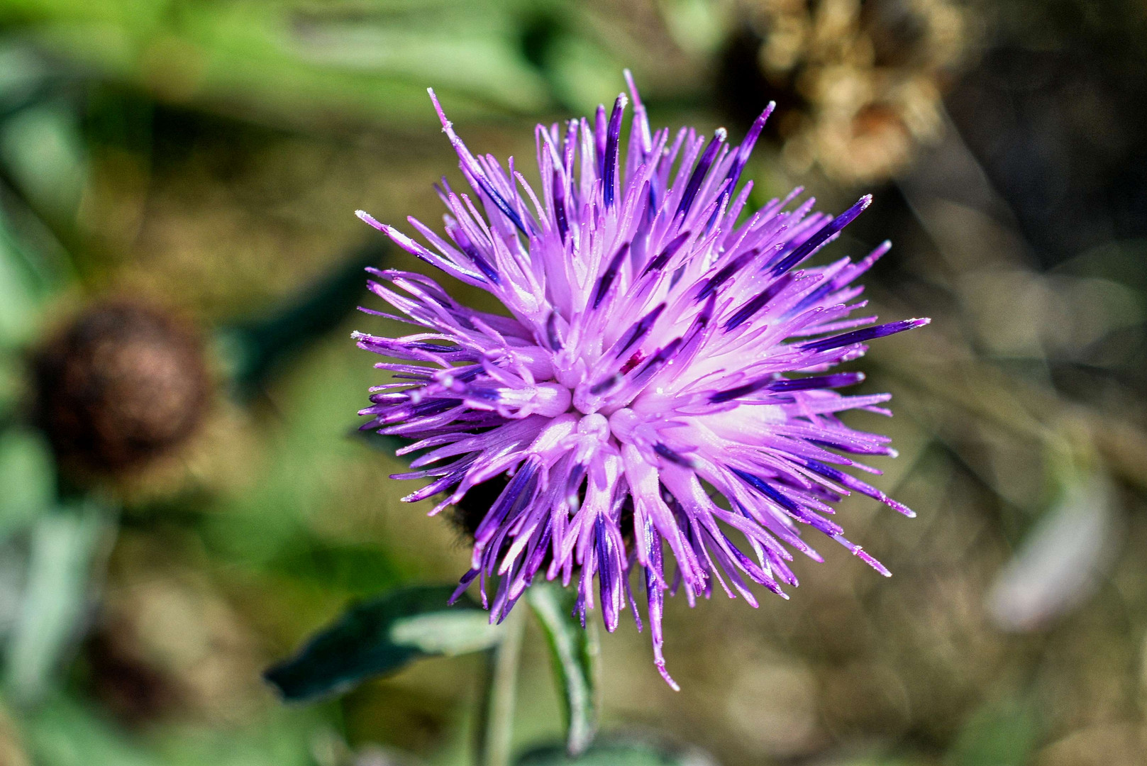 Wilder Schnittlauch im Herbst