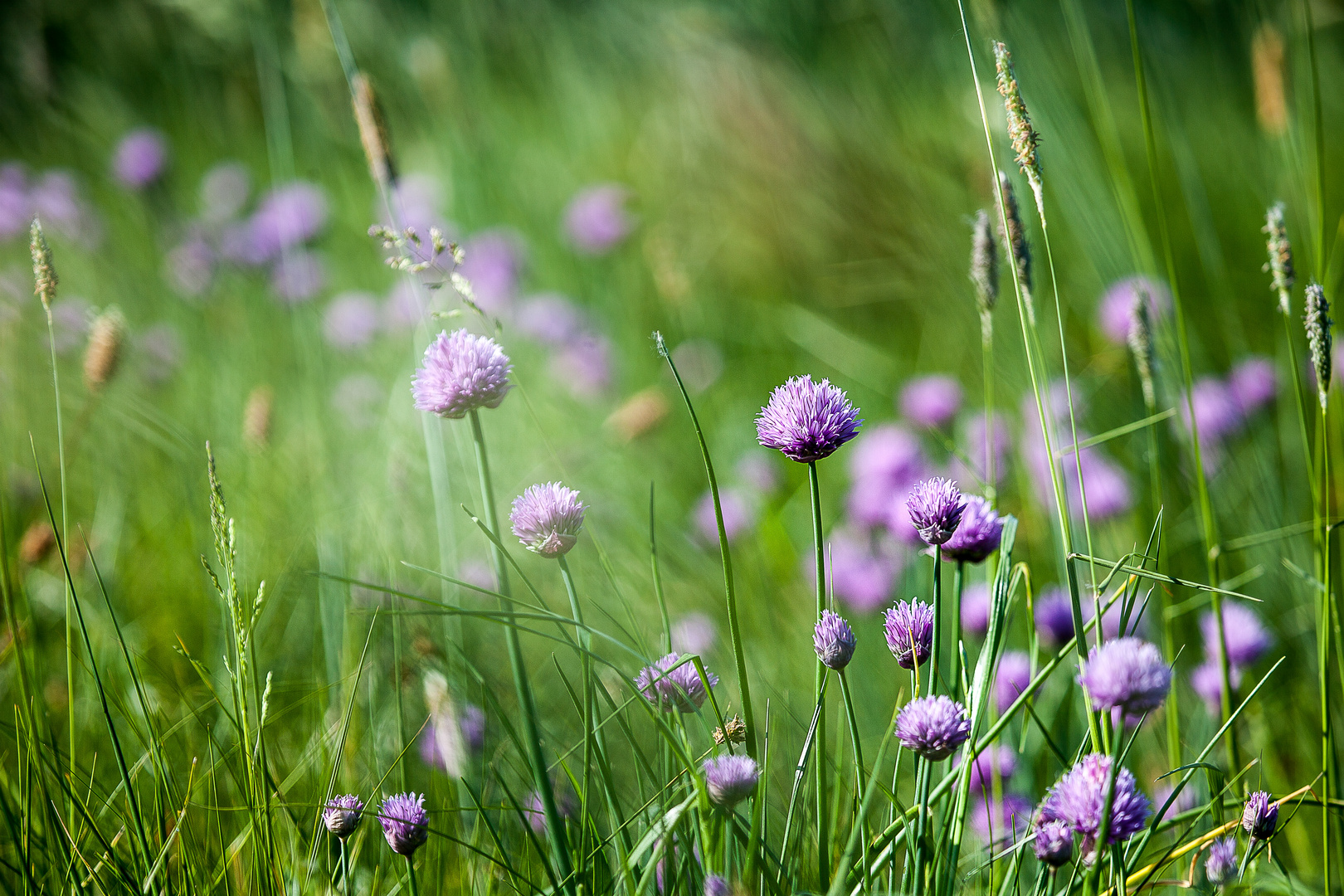 Wilder Schnittlauch im Wind