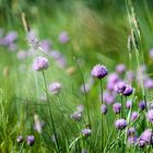 Wilder Schnittlauch im Wind