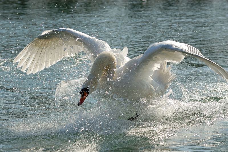 Wilder Schwan auf der Enns