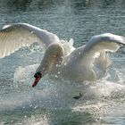 Wilder Schwan auf der Enns