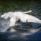 Wilder Schwan auf der Flucht