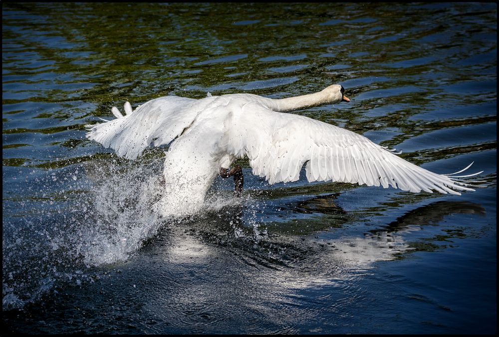 Wilder Schwan auf der Flucht