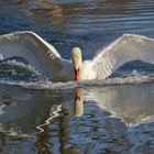 Wilder Schwan im Spiegel