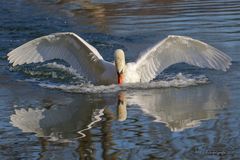 Wilder Schwan im Spiegel