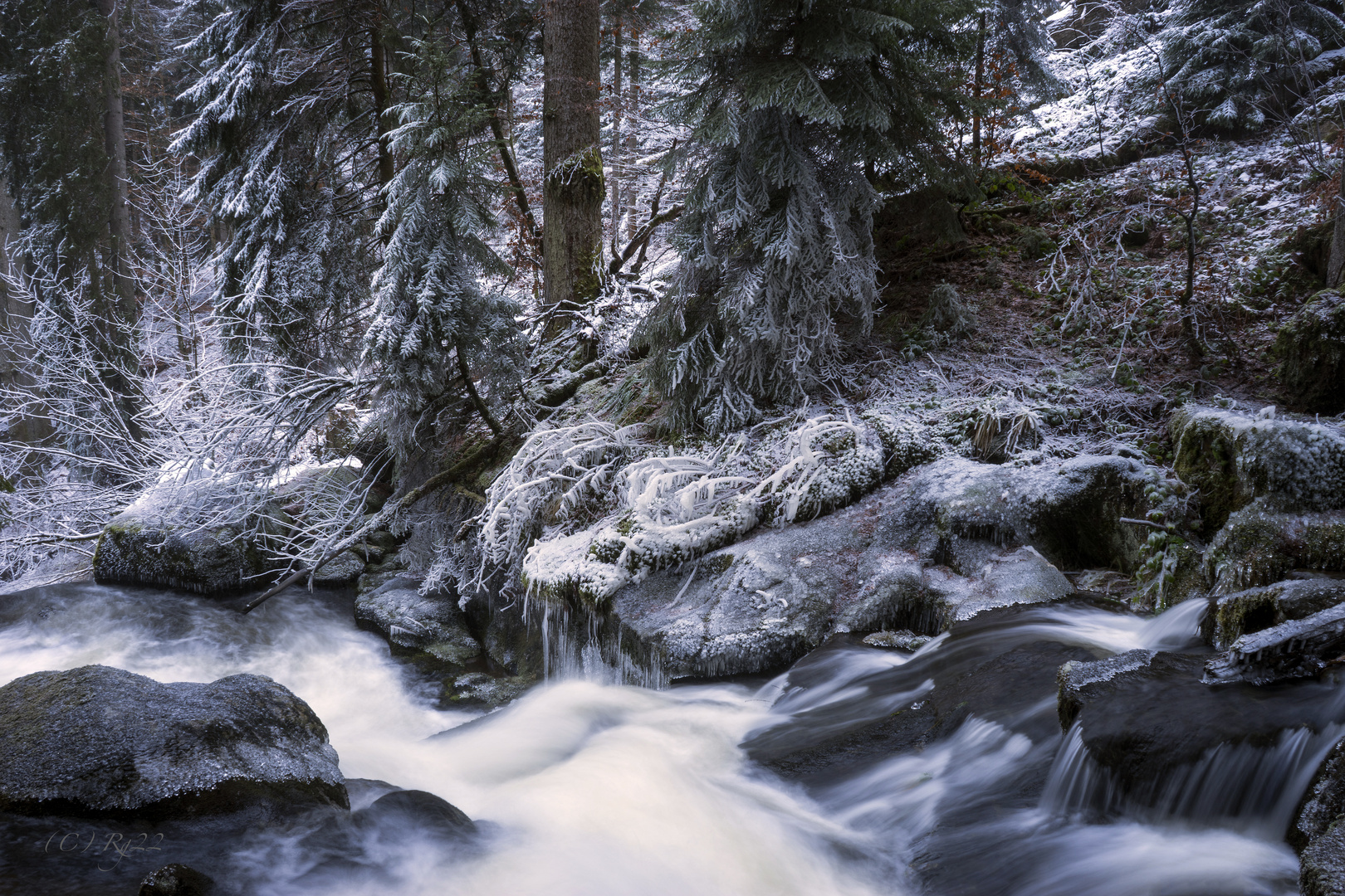 wilder schwarzwald