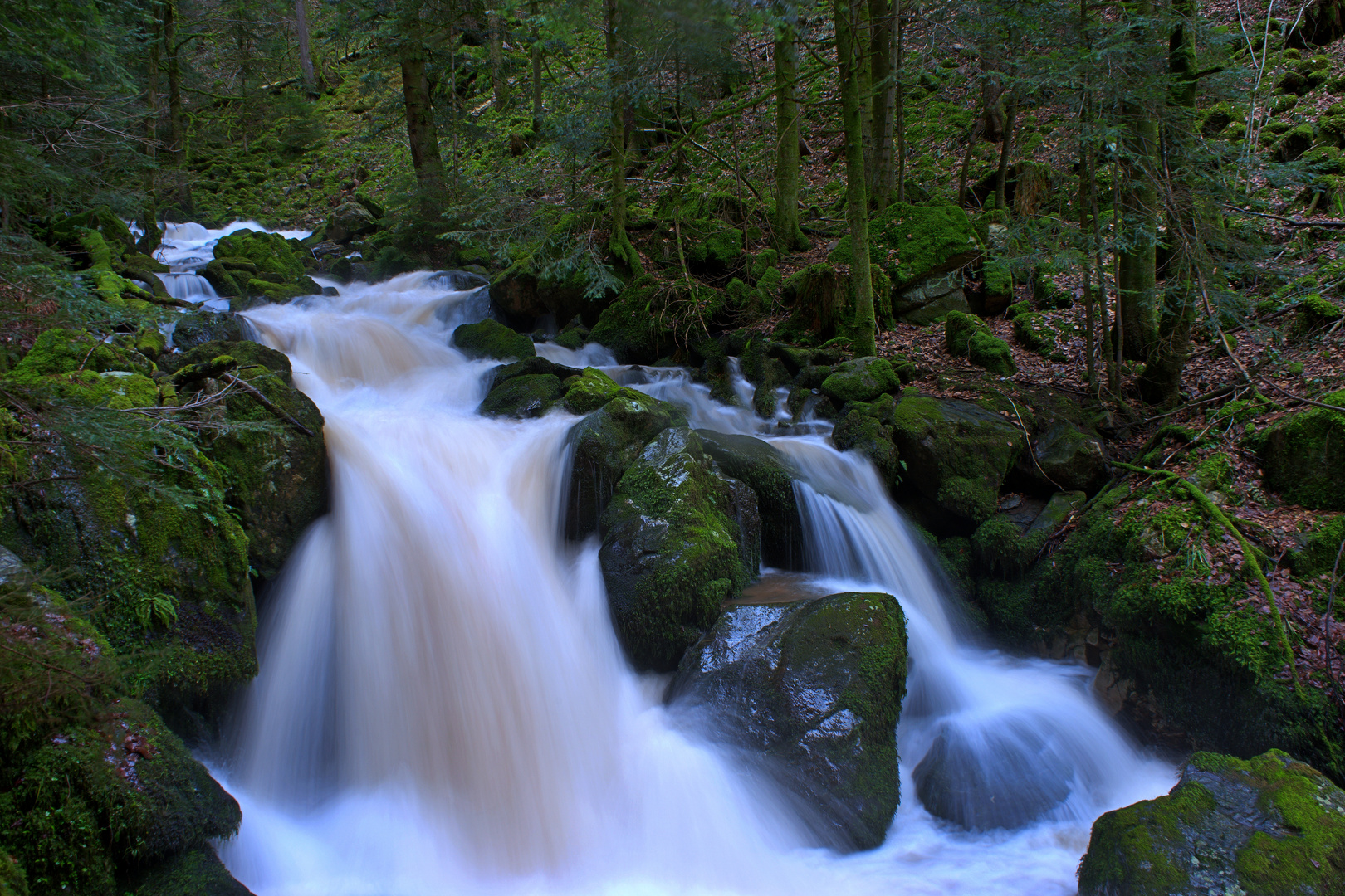 wilder schwarzwald