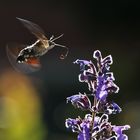 wilder "Schwirrflug" im Gegenlicht