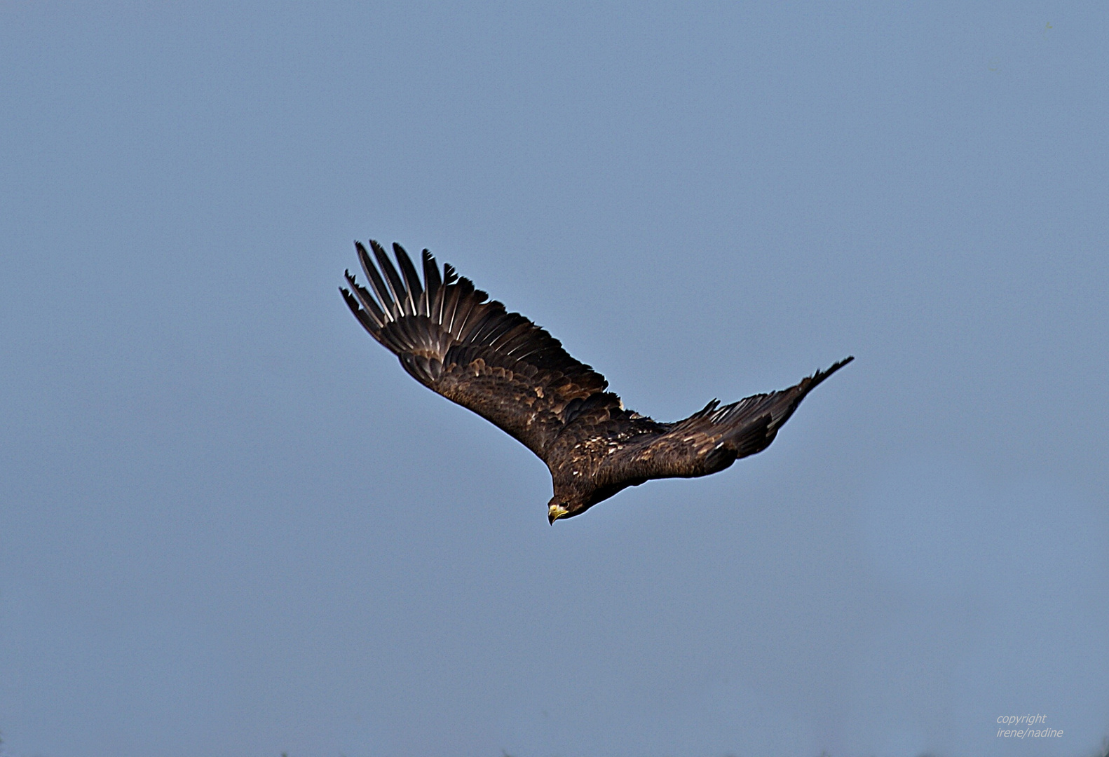 Wilder Seeadler...