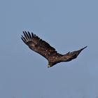 Wilder Seeadler...