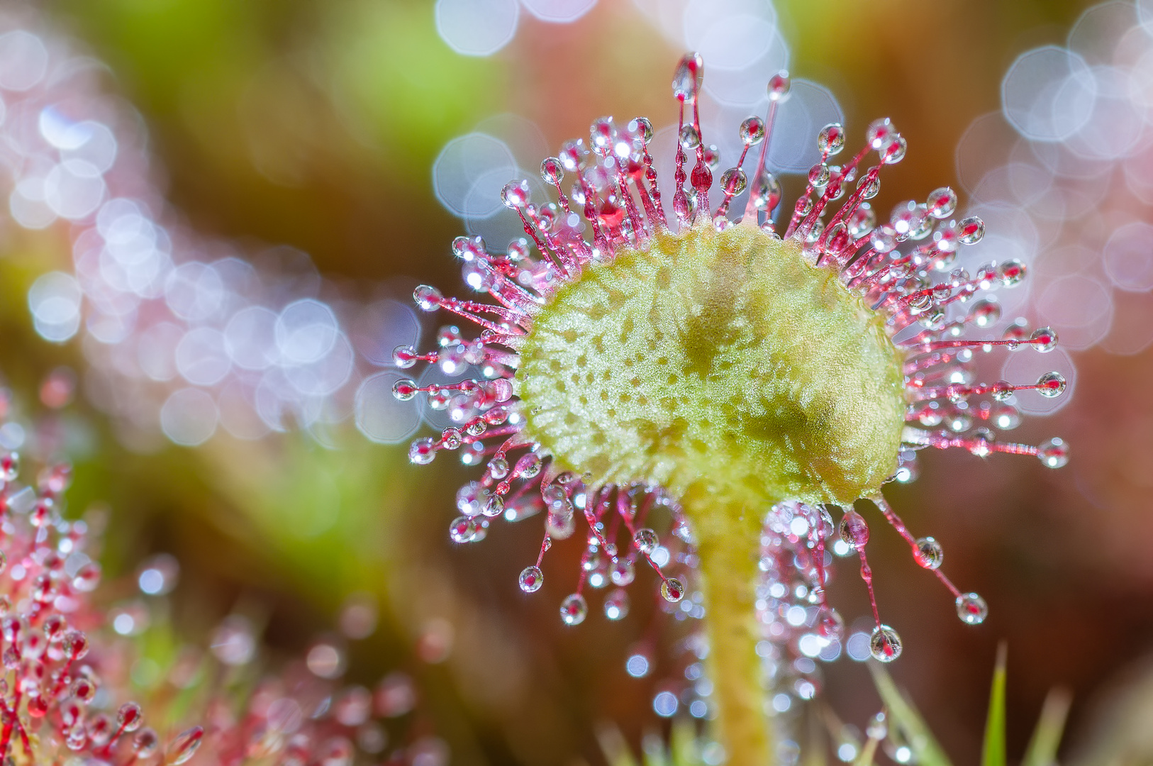 wilder Sonnentau (Drosera)