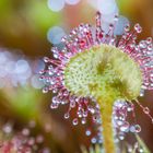 wilder Sonnentau (Drosera)