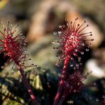 Wilder Sonnentau im Moor