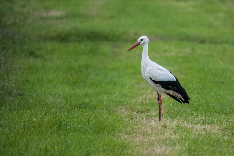 Wilder Storch