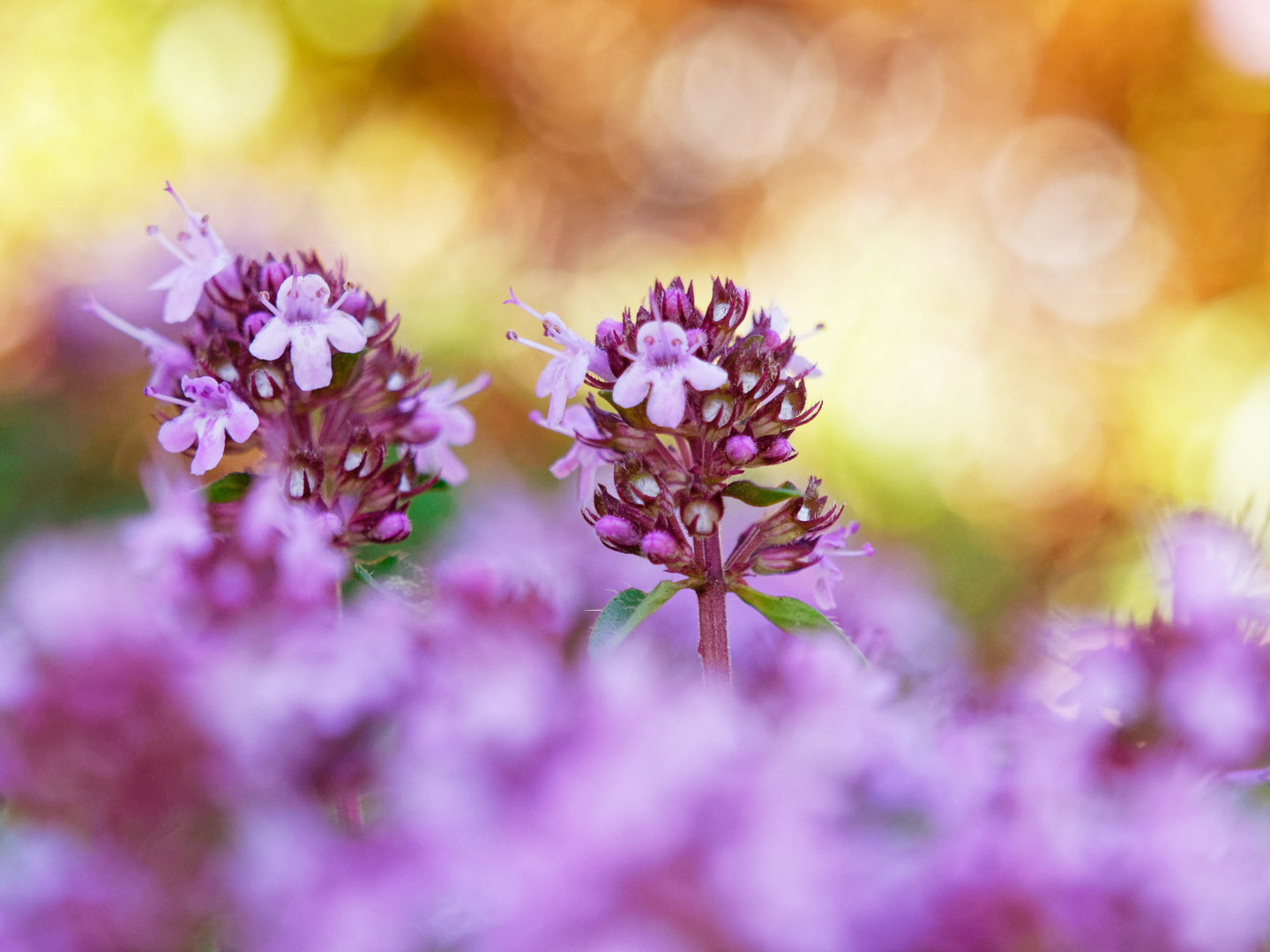 Wilder Thymian