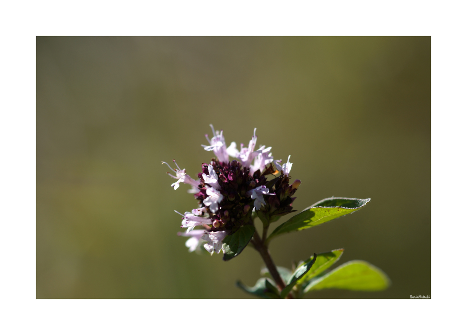 Wilder Thymian