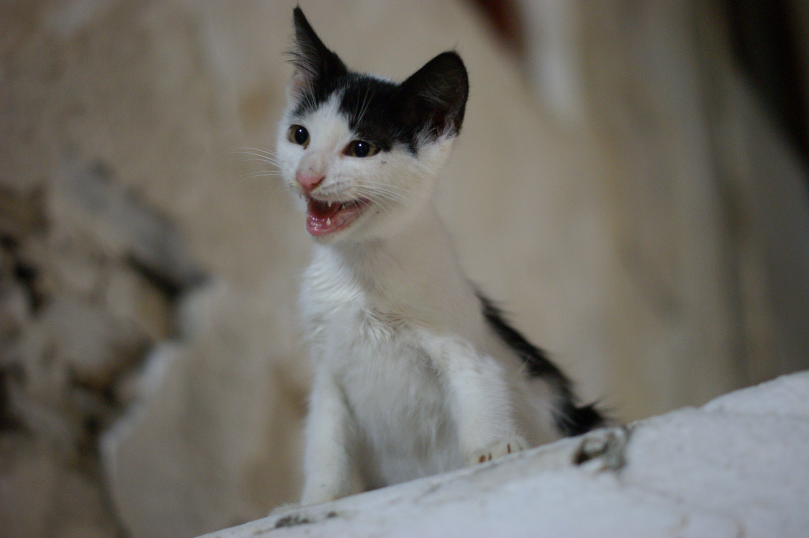 Wilder Tiger auf Mykonos