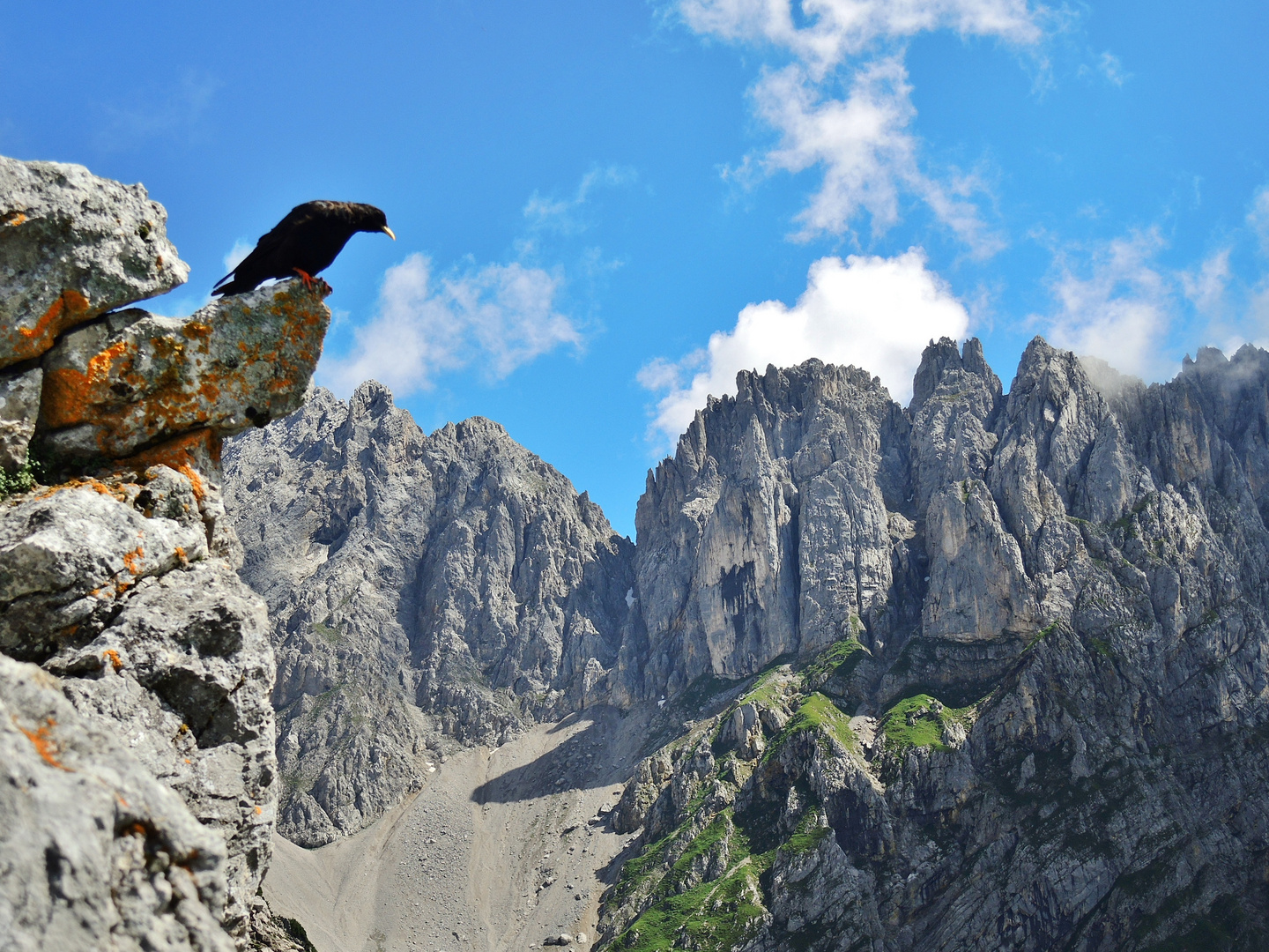 Wilder Vogel im Wilden Kaiser