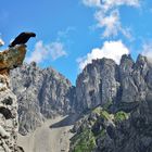 Wilder Vogel im Wilden Kaiser