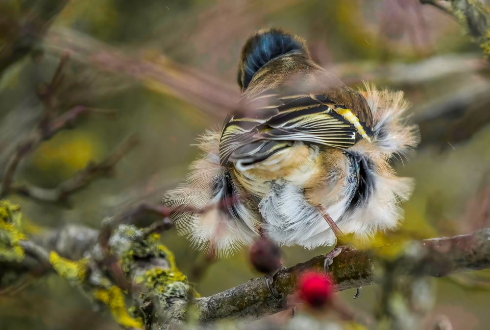 "WILDER VOGELTANZ TYP ROCKN ROLL"