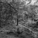 Wilder Wald (1)