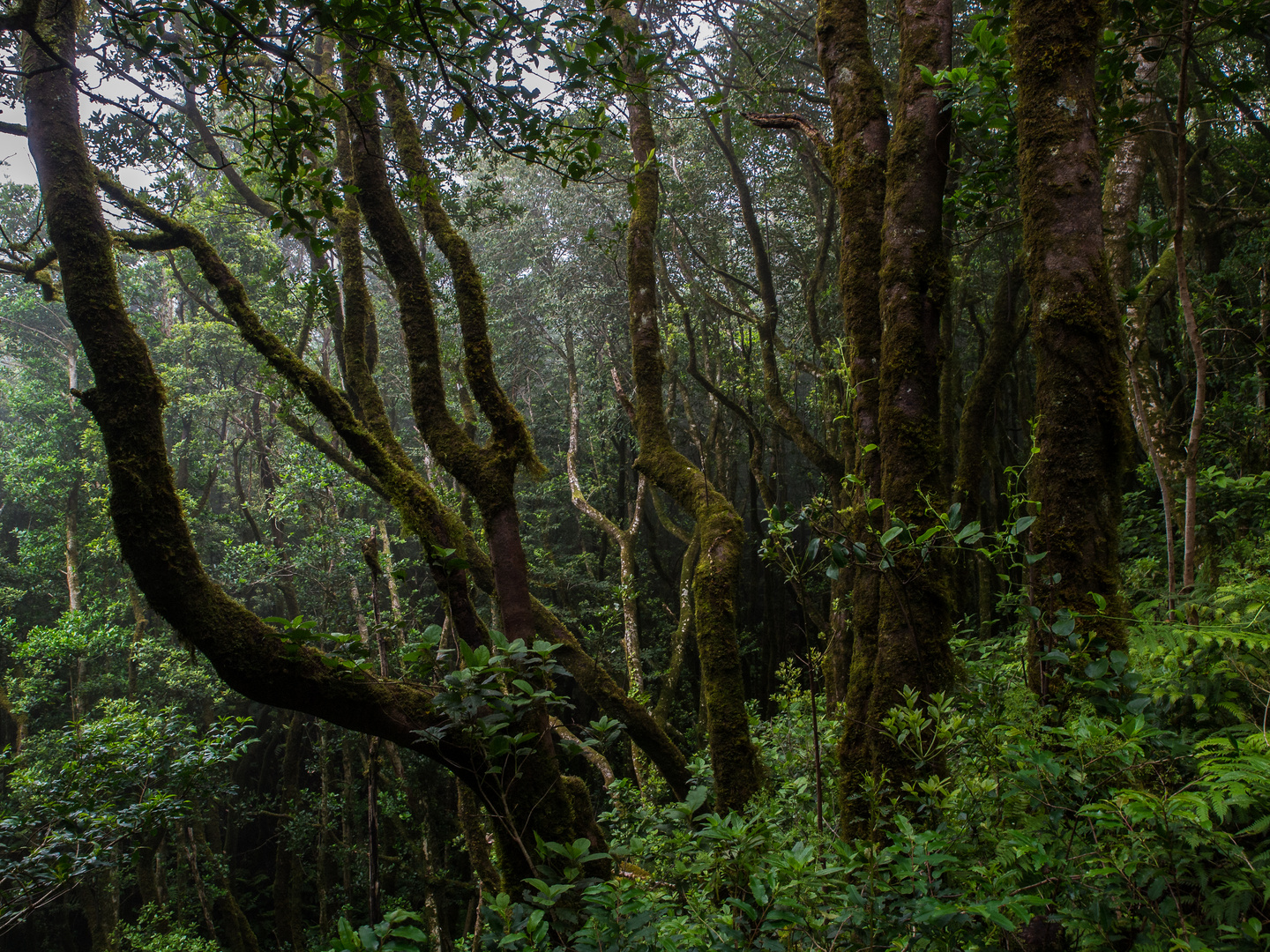 Wilder Wald