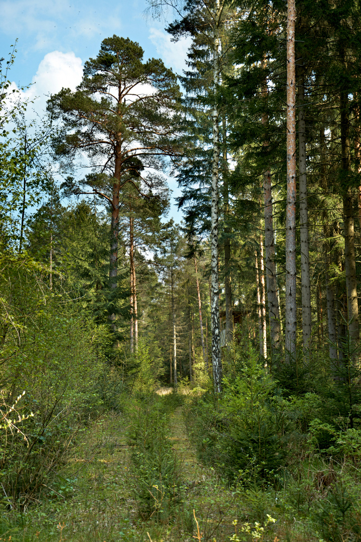 Wilder Waldweg