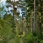 Wilder Waldweg