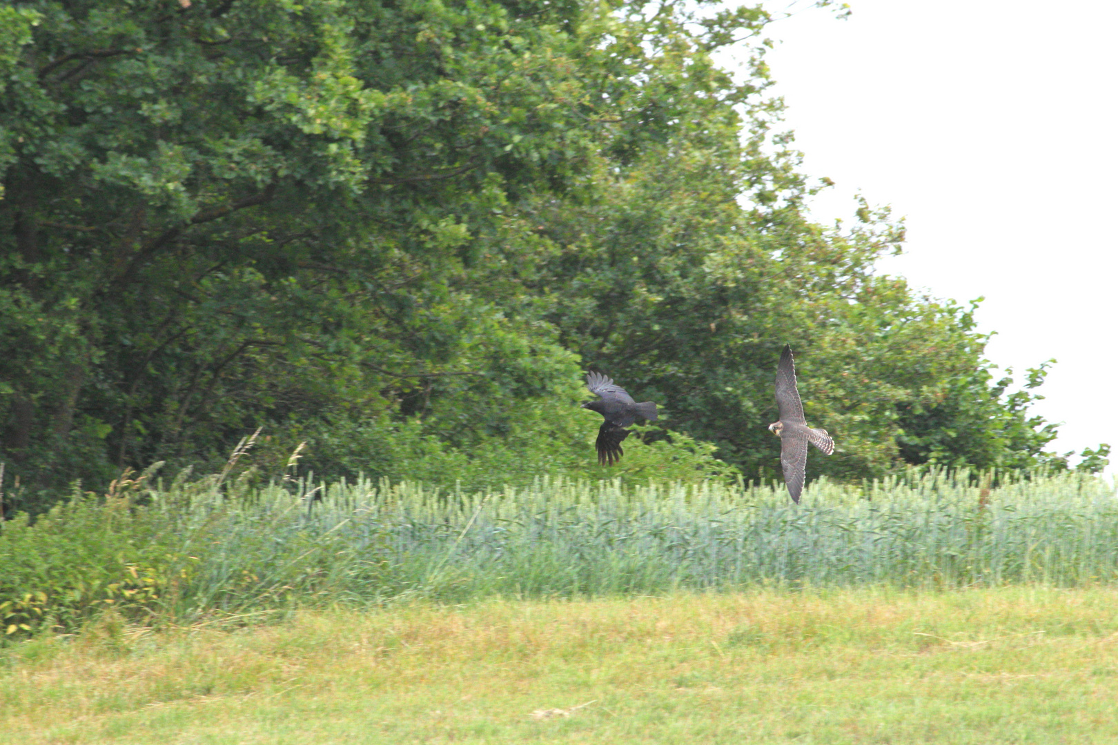 wilder Wanderfalke beim Krähenjagen