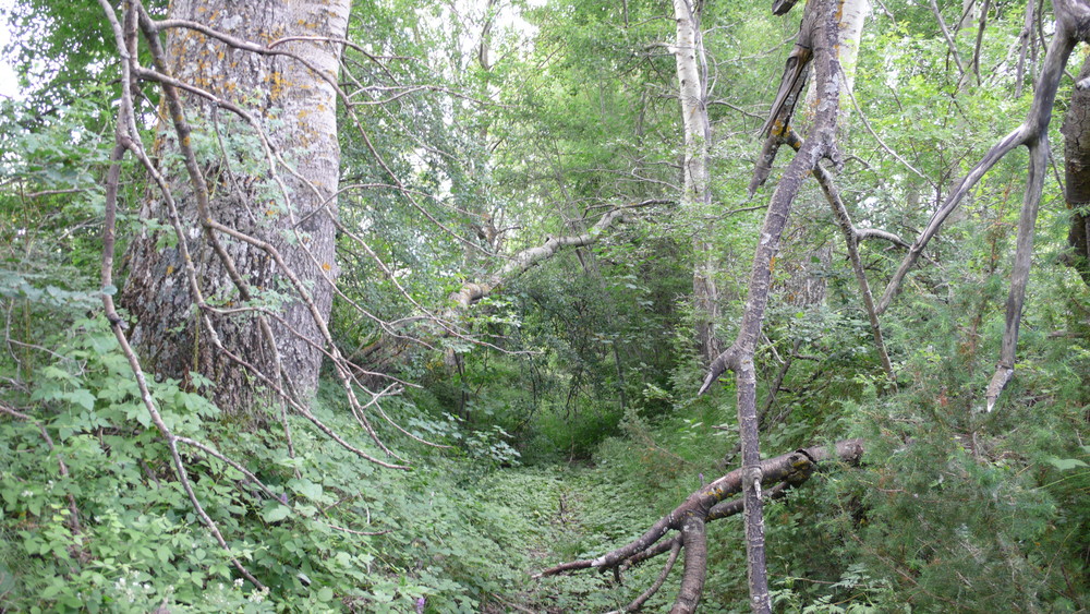 wilder Wanderweg nach dem Buch von Christoph Hennig