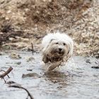 Wilder Wasserhund