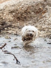 Wilder Wasserhund