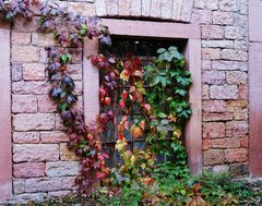 Wilder Wein am Schloss Eisenhammer