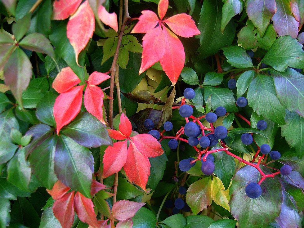 Wilder Wein an der Bergstraße