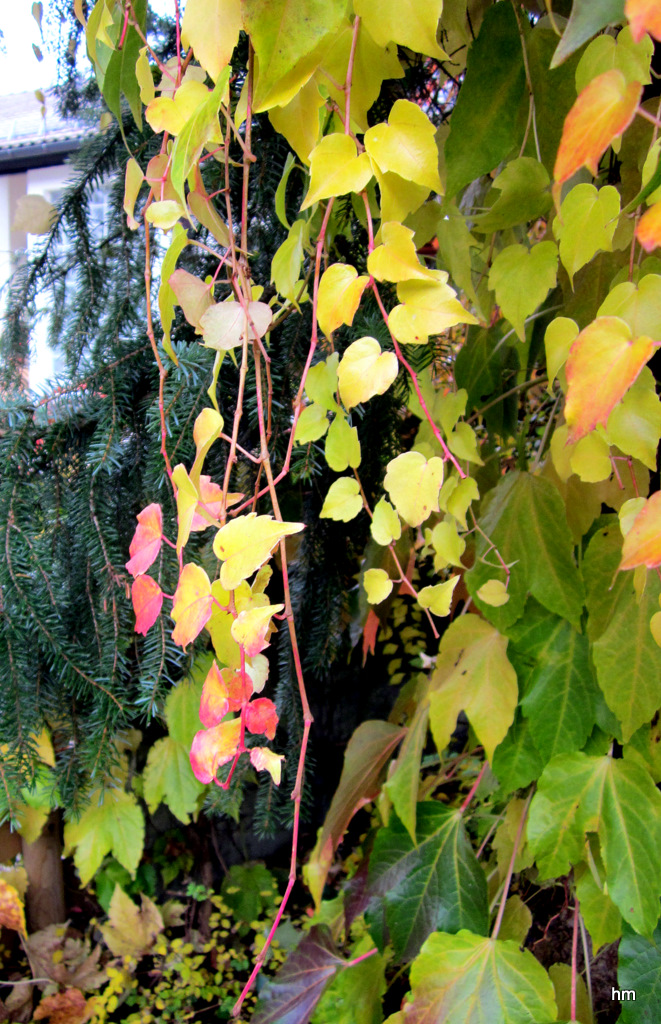 Wilder Wein an der Garagenmauer