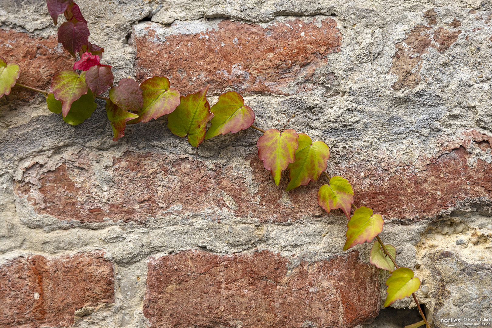 Wilder Wein an Mauer