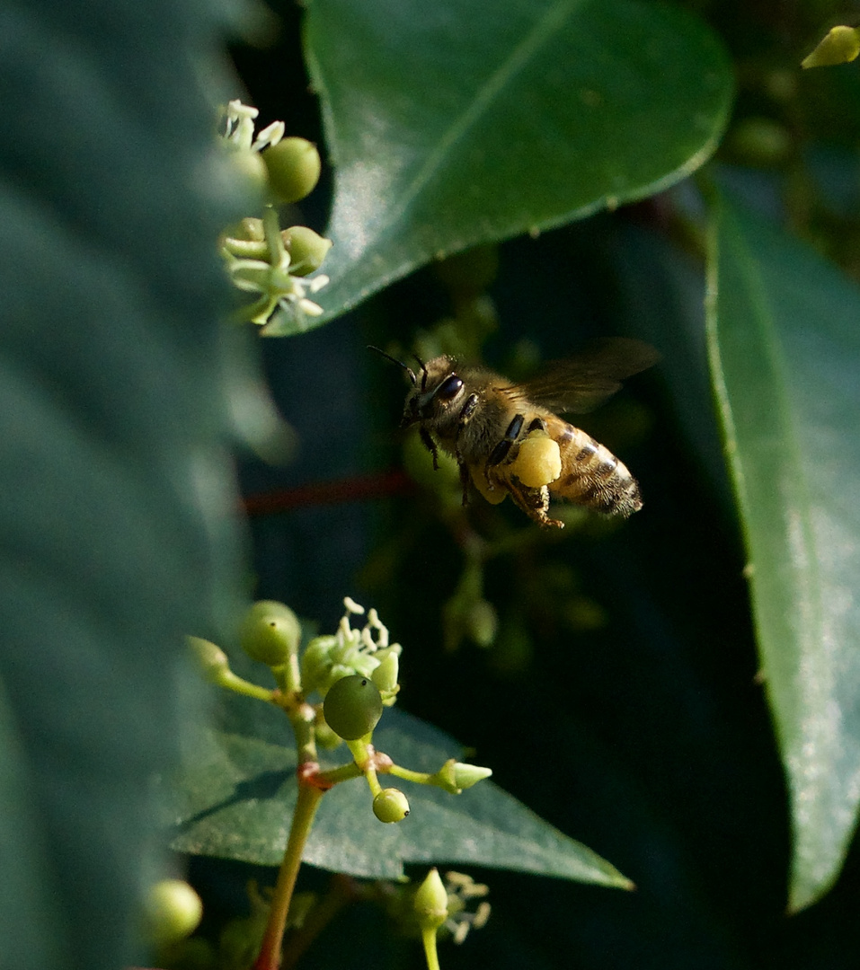 Wilder Wein, ein Buffett für die Bienen