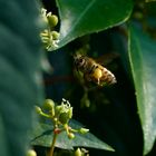 Wilder Wein, ein Buffett für die Bienen